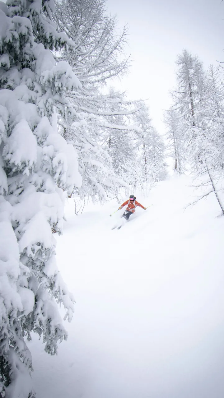 Skier in orange navigating through snowy trees.