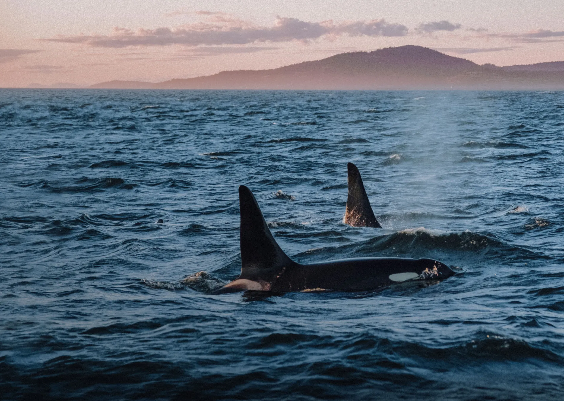 Orcas skimming the surface of the ocean